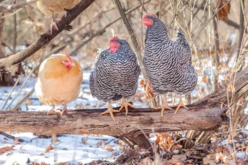 Foto op Plexiglas Three hens perched on a log in winter © alkerk