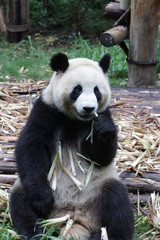 Giant Panda is eating Bamboo Shoot, Chengdu, China