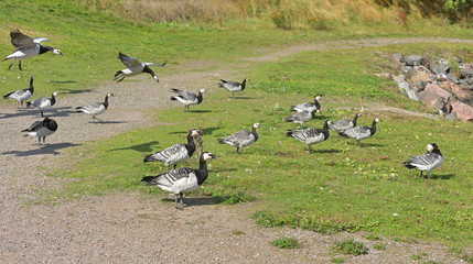 Flock of Barnacle geese (Branta leucopsis) feeding at Helsinki, Finland