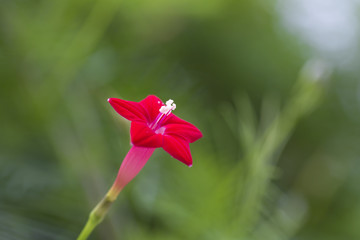 Beautiful image of summer flower. Ipomoea quamoclit flowers.