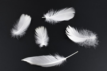 White feather one on black background
