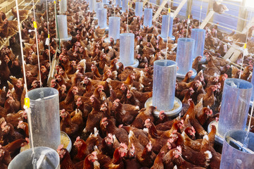 Industrial chicken hen