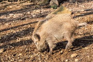 Wild Boar (sus scrofa scrofa) searching for food - wild board enclosure, Germany