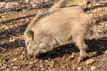Wild Boar (sus scrofa scrofa) searching for food - wild board enclosure, Germany