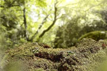 Obraz premium moss space 