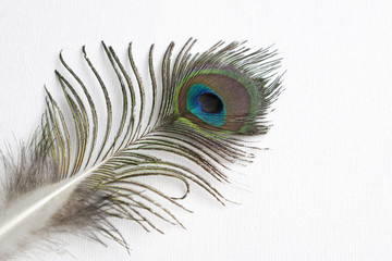 Obraz premium Close-up of a peacock feather on a white background