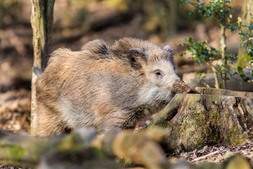 Wild Boar (sus scrofa scrofa) in the forest among trees - wild boar enclosure, Germany