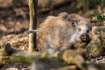 Wild Boar (sus scrofa scrofa) in the forest among trees - wild boar enclosure, Germany