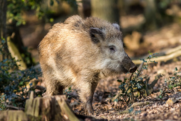 Wild Boar (sus scrofa scrofa) in the forest among trees - wild boar enclosure, Germany
