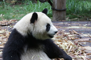 Giant Panda is eating Bamboo Shoot, Chengdu, China