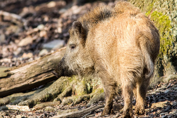 Wild Boar (sus scrofa scrofa) in the forest among trees - wild boar enclosure, Germany