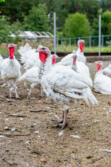 Turkey on a farm , breeding turkeys. White turkey portrait. Flock of Turkeys at the farm. Pasture raised turkey on a farm.