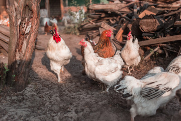 Chickens in the farmyard