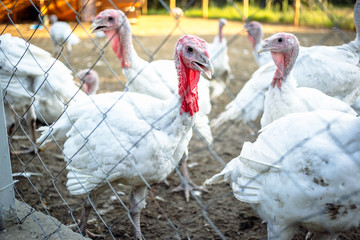 Large white turkeys behind the grid on a rural farm