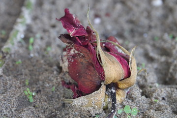 Rote Rosen Vergänglichkeit