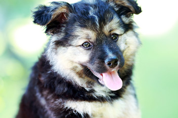 Портрет щенка в траве