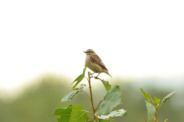 Tarier des prés (Saxicola rubetra)