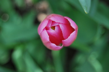 Rosa Tulpe (Tulipa)