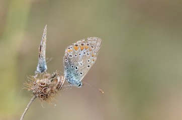 Azuré commun (Polyommatus icarus)