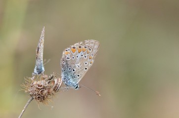 Azuré commun (Polyommatus icarus)