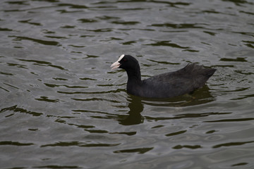 Poule d'eau