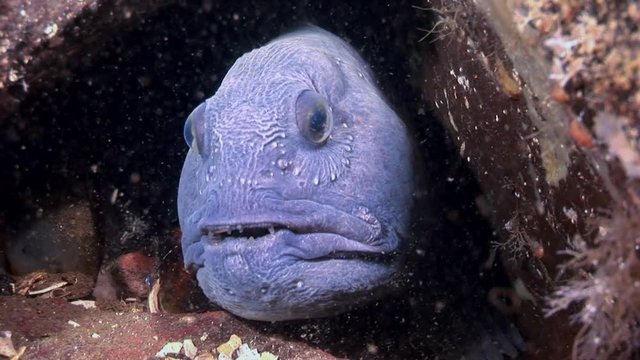 Lancet fish catfish on seabed in search of food underwater of White Sea. Swimming in amazing world of beautiful wildlife. Abyssal relax diving.