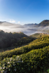 Tea plantation beautiful landscape famous tourist attraction at Doi at Doi Ang Khang, Chiang Mai, Thailand