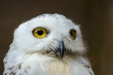 The owl has yellow eyes and a white torso with brown spots.