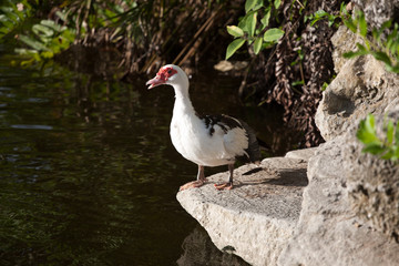 Muscovy Duck