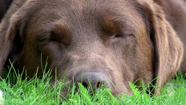 Schl&auml;friger Labrador, schlafen, Portrait, brauner Jagdhund