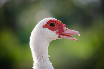 Obraz premium Muscovy duck sweating from beak 