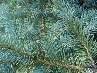 Natural old Christmas tree wood texture pattern or Christmas tree background for design with copy space for text or image. Close-up Christmas tree vintage. Macro.