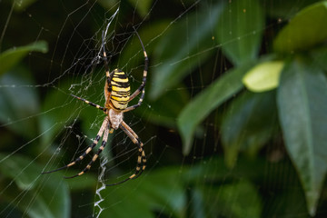 Wasp spider on its web