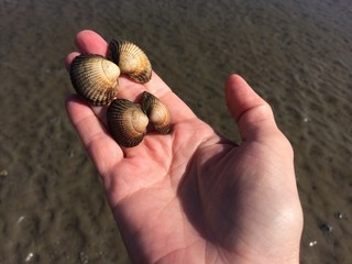 Hand mit Muscheln im Watt der Nordsee