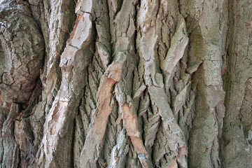 The bark of the tree. Texture.