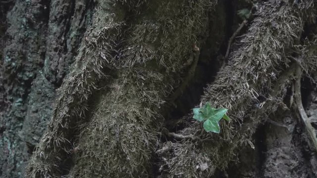 Efeu an Eichenstamm, Kletterpflanze, Rankpflanze, Adventivwurzeln, Hedera helix, Quercus, Eiche