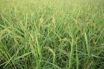 Agriculture. Close up of rice growing in a paddy field.