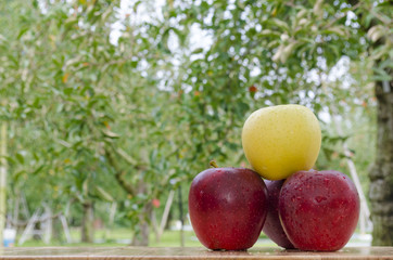 Fresh red apples on trees in a green garden