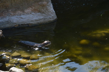 Otter