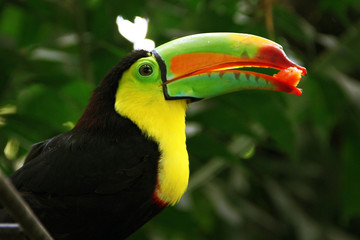 Toucan, Colombia