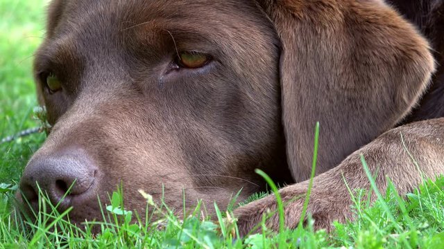 Schl&auml;friger Labrador, schlafen, Portrait, brauner Jagdhund
