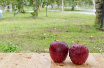 Fototapeta na wymiar Fresh red apples on trees in a green garden
