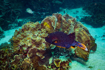 Naklejka na ściany i meble Fish on a reef