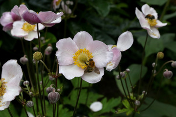 weisse blume im garten und eine biene