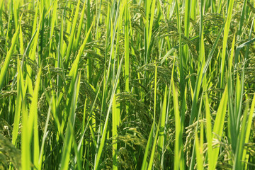 Agriculture. Close up of rice growing in a paddy field.