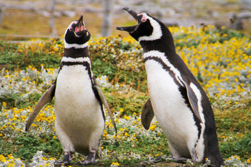 Penguin, Falkland Island