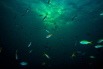 Fish on a reef