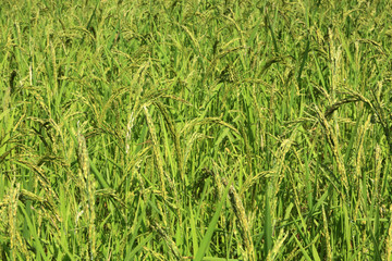 Agriculture. Close up of rice growing in a paddy field.