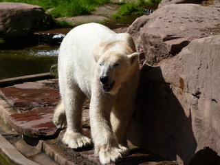 Eisbär