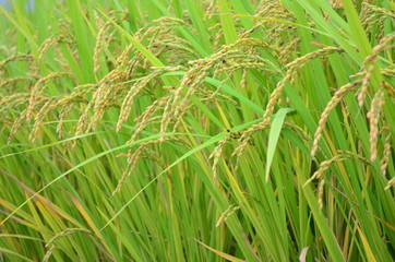 yellow-green rice field in Japan